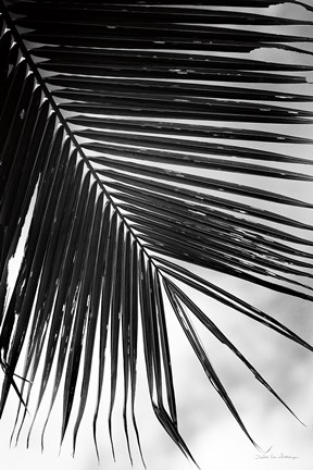 Framed Palm Frond II Print
