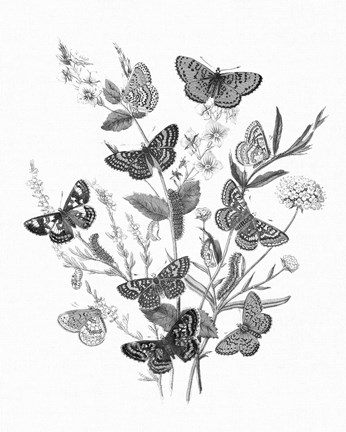 Framed Butterfly Bouquet I Linen BW I Print