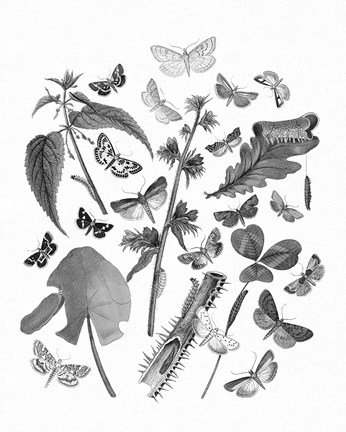 Framed Butterfly Bouquet III Linen BW III Print