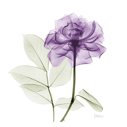 Framed Lavish Purple Rose Print