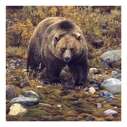 Framed Trailblazer - Grizzly Bear (detail) Print