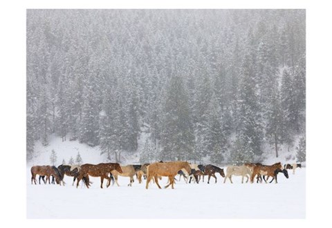 Framed Montana Horses Print