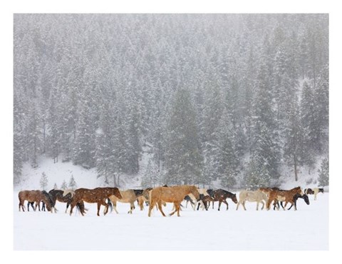 Framed Montana Horses Print