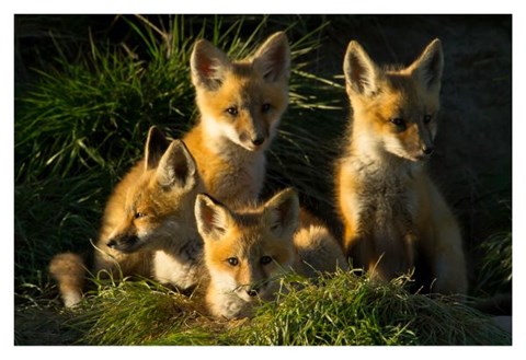 Framed Red Fox Kits Print