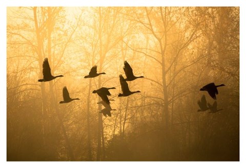 Framed Geese in the Mist Print