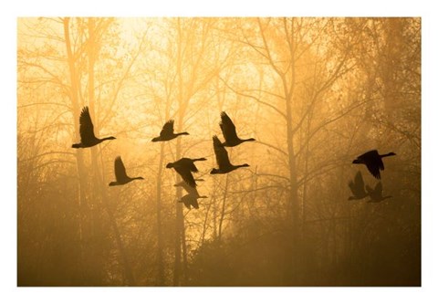 Framed Geese in the Mist Print