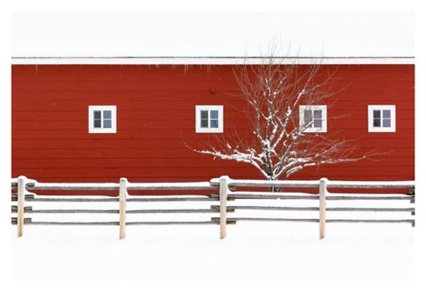 Framed Red Bitterroot Barn Print