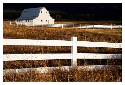 Framed White Bitterroot Barn Print