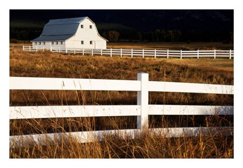 Framed White Bitterroot Barn Print