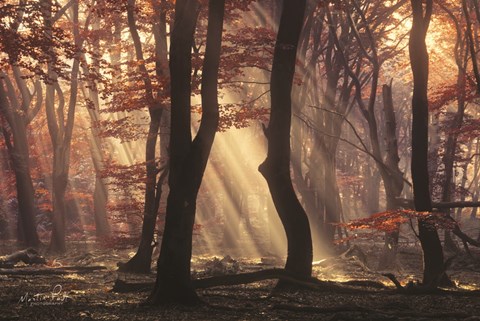 Framed It&#39;s Raining Sunrays Print