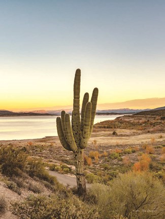 Framed Desert Cactus Sunset Print