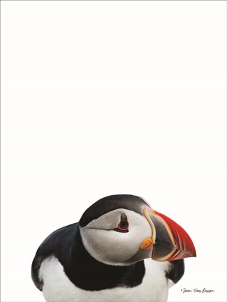 Framed Artic Puffin Print