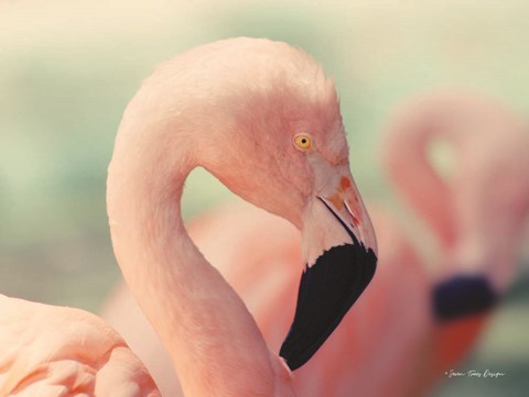 Framed Pink Flamingo Print