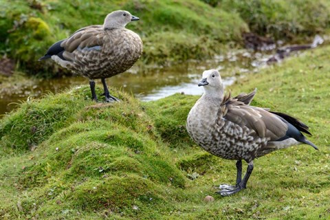 Framed Blue-Winged Goose, Cyanochen Cyanoptera Bale Mountains National Park Ethiopia Print