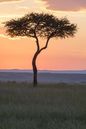 Framed Sunset over Tree, Masai Mara National Reserve, Kenya Print