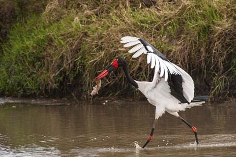 Framed Saddle-Billed Stork, with Fish, Kenya Print