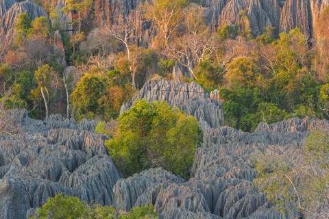 Framed Limestone Formations, Tsingy de Bemaraha Strict Nature Reserve, Madagascar Print