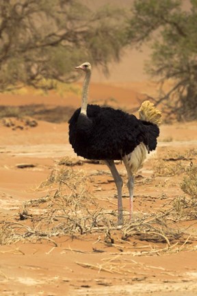 Framed Sossusvlei Male Ostrich, Namib-Naukluft National Park,  Namibia Print