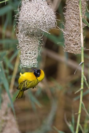 Framed Male Masked Weaver Building a Nest, Namibia Print
