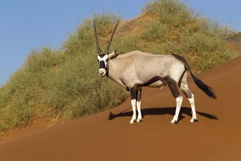 Framed Oryx, Namib-Naukluft National Park, Namibia Print