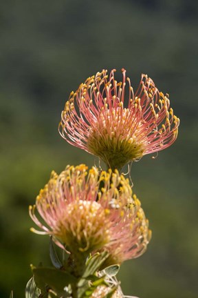 Framed Pincushion Flowers, Cape Town, South Africa Print