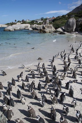 Framed South Africa, Cape Town, Simon&#39;s Town, Boulders Beach African Penguin Colony Print