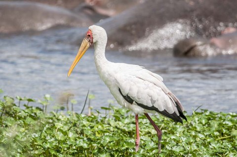 Framed Woolly-Necked Stork Print