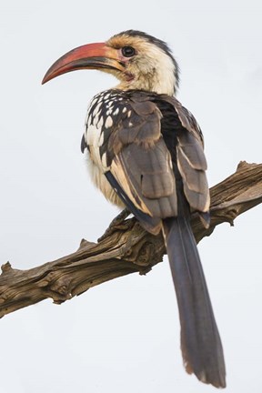 Framed Red-Billed Hornbill, Serengeti National Park, Tanzania Print