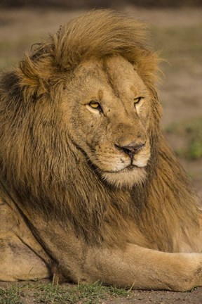 Framed Male African Lion at Ndutu, Serengeti National Park, Tanzania Print