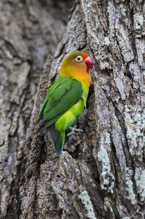 Framed Fischer&#39;s Lovebird in Serengeti National Park, Tanzania Print