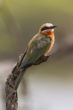 Framed White-Fronted Bee-Eater, Serengeti National Park, Tanzania Print