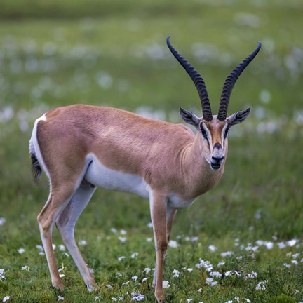 Framed Grant&#39;s Gazelle, Serengeti National Park, Tanzania Print