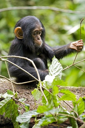 Framed Uganda, Kibale National Park, Infant Chimpanzee Print
