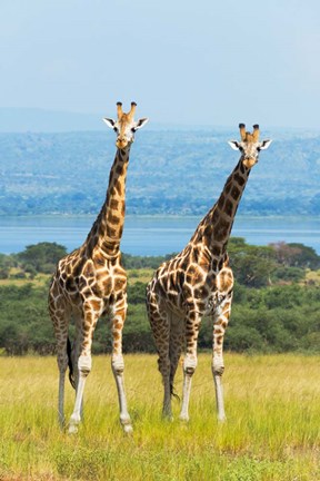 Framed Giraffes on the Savanna, Murchison Falls National park, Uganda Print