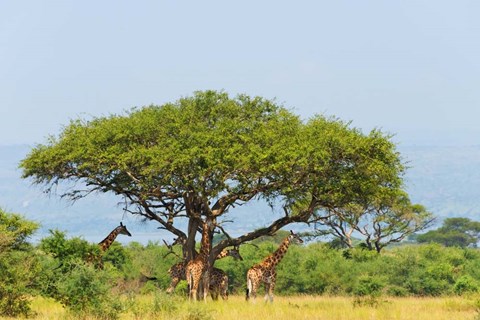 Framed Giraffes Under an Acacia Tree on the Savanna, Uganda Print