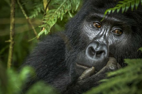 Framed Mountain Gorilla, Bwindi Impenetrable Forest, Uganda Print