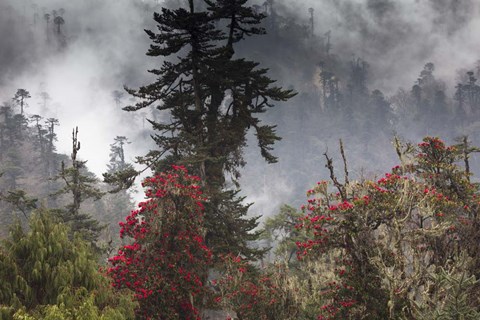 Framed Rhododendron in Bloom, Paro Valley, Bhutan Print