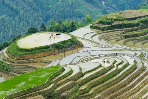 Framed Rice Terrace with Water Buffalo, Longsheng, Guangxi Province, China Print