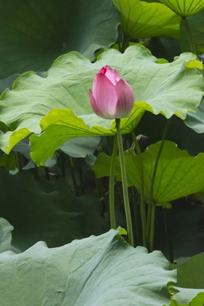 Framed Lotus in a pond, Suzhou, Jiangsu Province, China Print