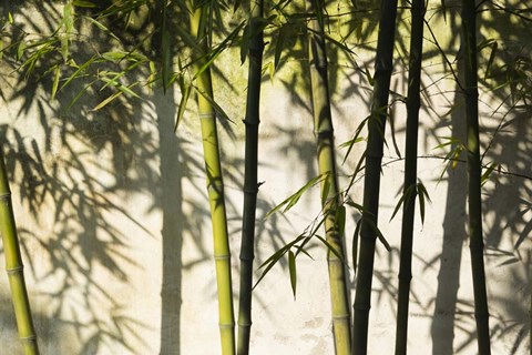 Framed Bamboo Casting Shadows, Suzhou, Jiangsu Province, China Print