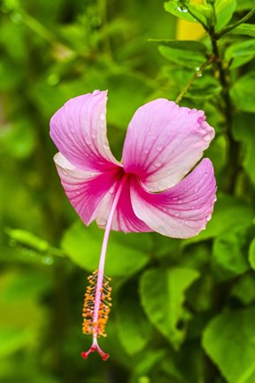 Framed Ranthambore, Rajasthan, India, Hibiscus Flower Print