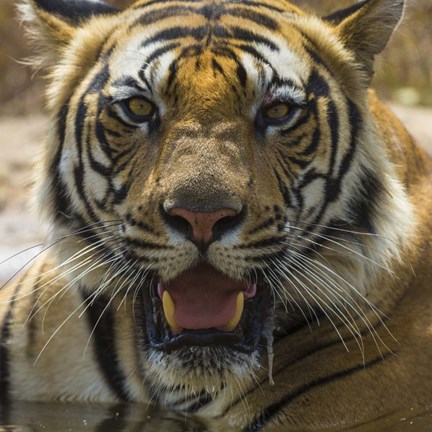 Framed Male Bengal Tiger at Bandhavgarh Tiger Reserve, India Print