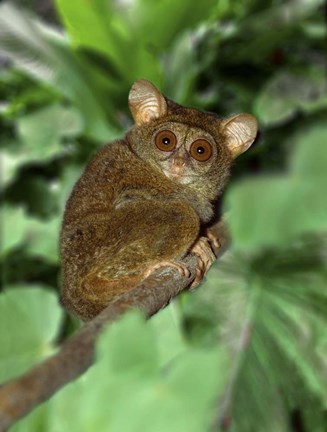 Framed Close-up of Tarsier on Limb, Bali, Indonesia Print