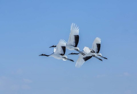 Framed Japanese Cranes Flying Print