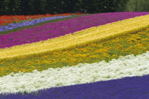 Framed Colorful Flowers in a Lavender farm, Furano, Japan Print