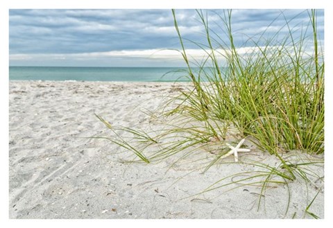 Framed Star Fish and Sea Oats Print