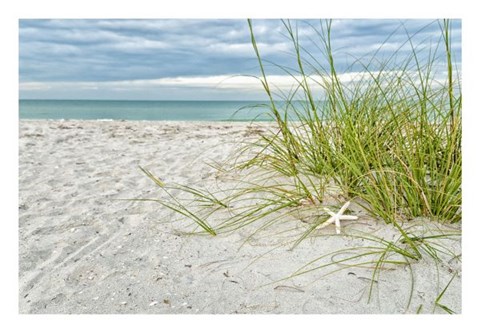 Framed Star Fish and Sea Oats Print