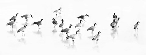 Framed Flock of Canada Geese Print