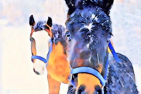 Framed Snow Horses Print