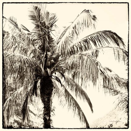 Framed Palm Tree Sepia III Print